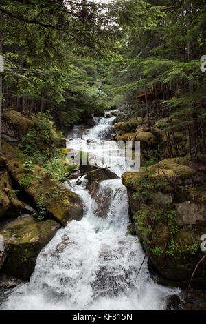 Stati Uniti d'America Alaska, Sitka, il Grizzly falls zipline Spedizione nell area di dyea passa in abete massiccio, cedri e glacially fed cascate Foto Stock