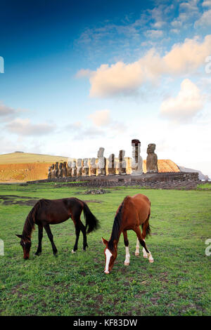 Isola di Pasqua, Cile, Isla de Pascua, Rapa Nui, cavalli pascolano nella parte anteriore del moai statue a ahu tongariki site alla base del vulcano poike Foto Stock