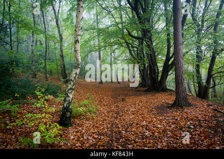 Colore di autunno a Oldbury Hill, un ex Iron Age hillfort vicino a Sevenoaks, Kent, Regno Unito durante la fine di ottobre. Foto Stock