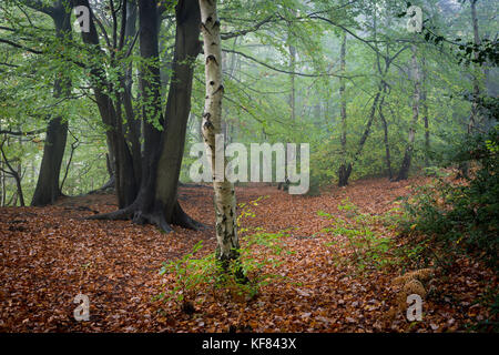 Colore di autunno a Oldbury Hill, un ex Iron Age hillfort vicino a Sevenoaks, Kent, Regno Unito durante la fine di ottobre. Foto Stock