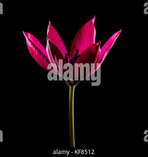 Una ripresa macro di un piccolo rosso tulip bloom. Foto Stock
