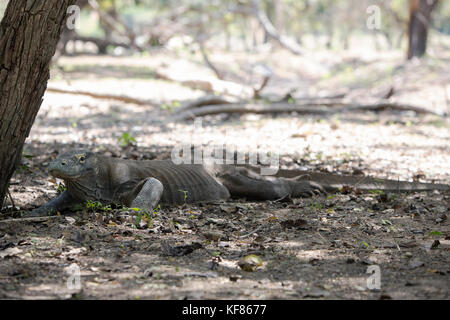 Indonesia, Flores, rinca island, un grande maschio drago di Komodo riposa all'ombra di un albero, Nusa Tenggara Est, parco nazionale di Komodo Foto Stock