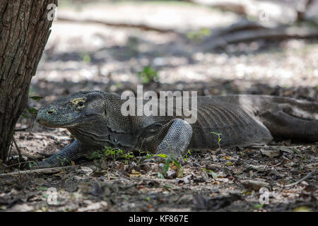 Indonesia, Flores, rinca island, un grande maschio drago di Komodo riposa all'ombra di un albero, Nusa Tenggara Est, parco nazionale di Komodo Foto Stock