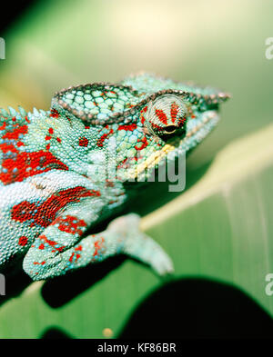 Madagascar, chameleon, close-up, mandraka rettile parco tana Foto Stock