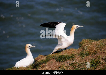 Gannets niding sulle scogliere di Bempton. Foto Stock