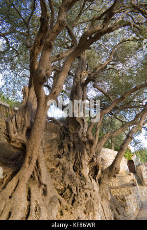 Mille-anno-vecchio Olivo in cap-martin (costa azzurra). biologi hanno datato questo albero da qualche parte tra 1.800 e 2.200 anni Foto Stock