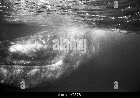 Messico, Baja, magdalena bay, oceano pacifico, una balena grigia visto mentre le balene nella baia Foto Stock