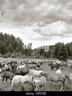 Stati Uniti d'America, montana, i cavalli in un recinto, mountain sky guest ranch (b&W) Foto Stock