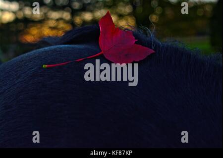 Red maple leaf sul cavallo nero del back Foto Stock