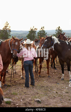 Stati Uniti d'America, Wyoming encampment, un wrangler raccoglie i cavalli per gli ospiti a un dude ranch abara ranch Foto Stock