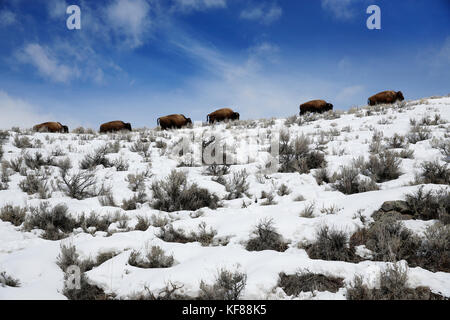 Stati Uniti d'America, Wyoming, il parco nazionale di Yellowstone, bison a piedi in una linea, la lamar valley Foto Stock