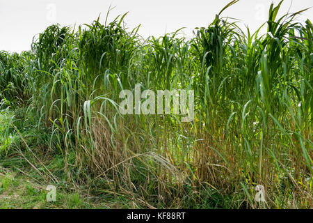 Miscanthus (comunemente conosciuto come erba dell'elefante) è un raccolto di energia ad alto rendimento che cresce oltre 3 metri di altezza, assomiglia a bambù e produce un raccolto ogni Foto Stock