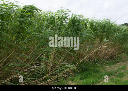 Miscanthus (comunemente conosciuto come erba dell'elefante) è un raccolto di energia ad alto rendimento che cresce oltre 3 metri di altezza, assomiglia a bambù e produce un raccolto ogni Foto Stock