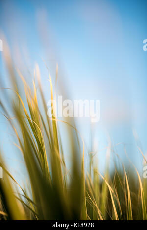 Palm tree lascia close-up con cielo blu sullo sfondo Foto Stock