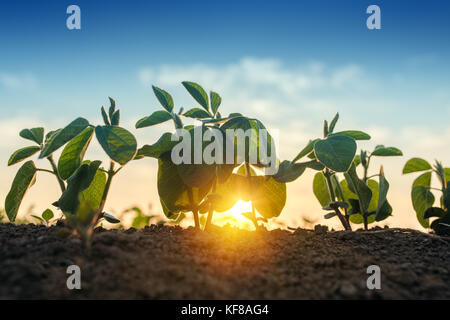 Sunrise nel campo di soia, dalla luce di un raggio di sole attraverso le foglie del piccolo verde giovani piante di soia Foto Stock