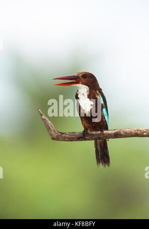 Bianco-throated kingfisher o bianco-breasted kingfisher, (Halcyon smyrnensis), di Keoladeo Ghana National Park, Bharatpur Rajasthan, India Foto Stock