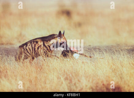 Indian Striped iena,(Hyaena hyaena), Blackbuck scavenging wolf kill, Velavadar National Park, Gujarat, India Foto Stock