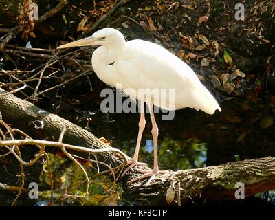 Grande airone bianco (Ardea erodiade occidentalis) appollaiato sul ramo di albero Foto Stock