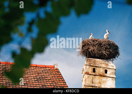 Austria, ruggine, cicogne nidificano in un tetto con camino nel centro della città, Burgenland Foto Stock