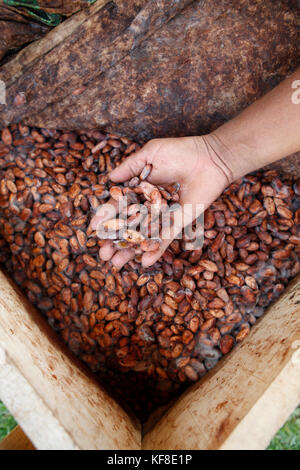 Belize, Punta Gorda, Distretto di Toledo, semi di cacao fermentare nel villaggio maya di san jose Foto Stock