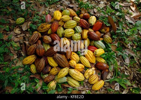 Belize, Punta Gorda, Distretto di Toledo, un mucchio di raccolti di frutta cacao presso la fattoria di justino peck nel villaggio maya di san jose Foto Stock