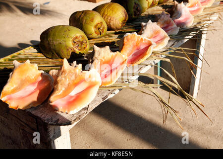 Belize, Caye Caulker, noci di cocco e conch gusci in vendita su Main Street Foto Stock