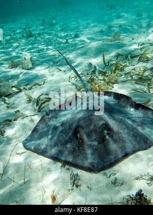 Belize, Caye Caulker, nuoto con sting rays in Caye Caulker riserva marina, Shark e ray alley Foto Stock