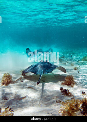 Belize, Caye Caulker, nuoto con sting rays in Caye Caulker riserva marina, Shark e ray alley Foto Stock