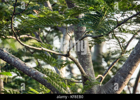 Belize, Punta Gorda, Toledo, alcuni dei paesaggi mozzafiato si trova intorno belcampo belize lodge e jungle farm Foto Stock