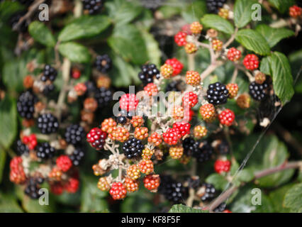 Mature e frutti immaturi more cresce in una siepe di Norfolk. Foto Stock