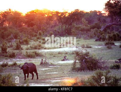 Il Botswana, africa, bufali di Chobe National Park e la riserva di caccia Foto Stock