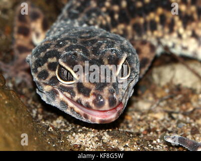 Primo piano della testa di un'Asian Leopard gecko (Eublepharis macularius), trovati in Pakistan e India. Foto Stock