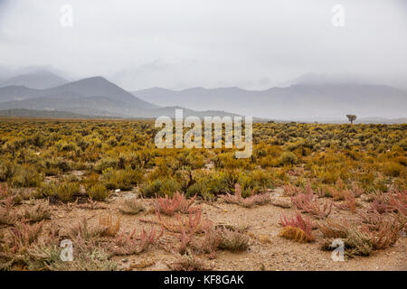Stati Uniti d'America, Nevada, pozzi, Mustang monumento, un lusso sostenibile eco friendly resort e conservare per cavalli selvaggi, Salvataggio America's Mustangs Foundation Foto Stock