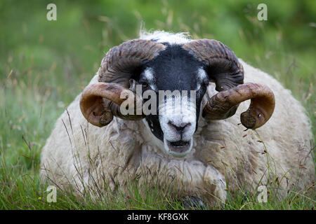 Coppia scottish blackface ram pecore galloway scotalnd Foto Stock