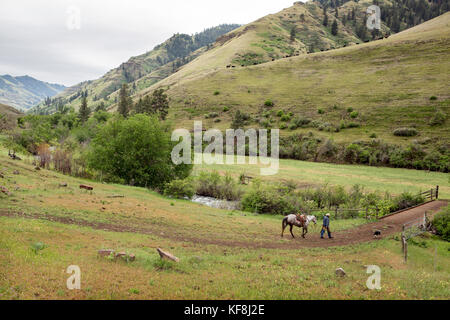 Stati Uniti d'America, oregon, Giuseppe, cowboy todd nash si prepara per una unità di bestiame fino grande pecora creek Foto Stock