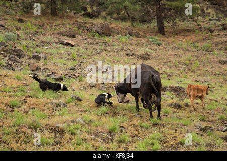 Stati Uniti d'America, oregon, Giuseppe, mucca cani spostare una mucca indietro verso il gregge di pecore big creek Foto Stock