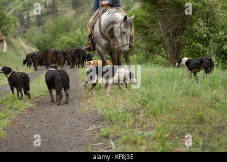 Stati Uniti d'America, oregon, Giuseppe, cowboy todd nash si muove il suo bestiame dalla Wild Horse creek fino grande pecora creek per sterzare creek Foto Stock