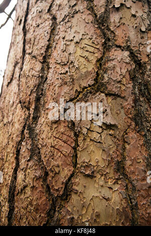 Stati Uniti d'America, oregon, Giuseppe, Black Bear Claw segni su una ponderosa pine fino sterzare creek drenaggio, nordest oregon Foto Stock