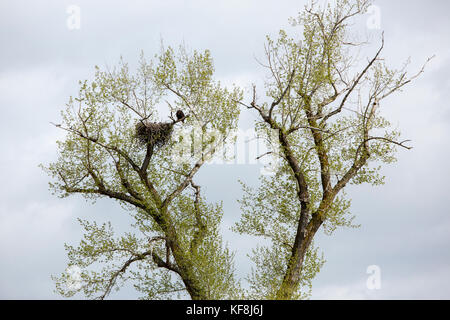 USA, Oregon, Enterprise e aquila con il suo aquila in un nido nel nord-est dell'Oregon Foto Stock