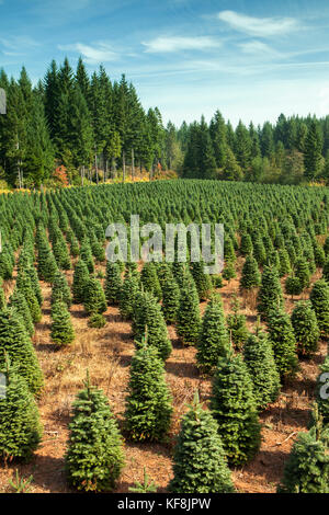 Stati Uniti d'America, oregon, Corbett, trota torrente tree farm, 80 acri di abeti nobili alberi di Natale accoccolato ai piedi delle colline vicino a mt. il cofano Foto Stock