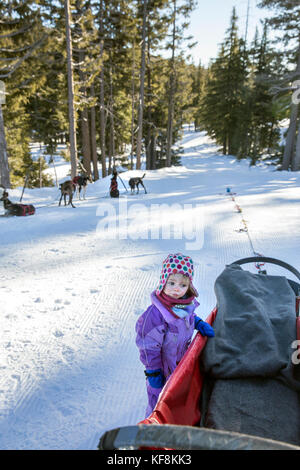 Stati Uniti d'America, oregon, piegare una giovane ragazza esamina il cassone di carico mentre si è in attesa di partire per il suo sled dog ride a mt. Corso di laurea Foto Stock