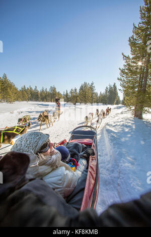 Stati Uniti d'America, oregon, piegare, passeggeri viaggiano nel letto di carico mentre viene tirato attorno al monte bachelor dalle slitte trainate da cani Foto Stock