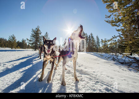 Stati Uniti d'America, oregon, piegare le slitte trainate da cani tirando i passeggeri attorno al monte bachelor durante una slitta trainata da cani ride Foto Stock