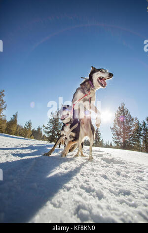 Stati Uniti d'America, oregon, piegare le slitte trainate da cani tirando i passeggeri attorno al monte bachelor durante una slitta trainata da cani ride Foto Stock