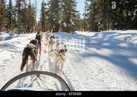 Stati Uniti d'America, oregon, piegare, passeggeri viaggiano nel letto di carico mentre viene tirato attorno al monte bachelor dalle slitte trainate da cani Foto Stock