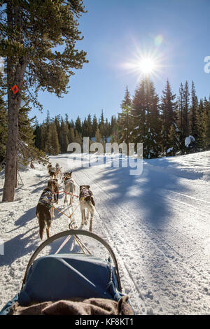 Stati Uniti d'America, oregon, piegare, passeggeri viaggiano nel letto di carico mentre viene tirato attorno al monte bachelor dalle slitte trainate da cani Foto Stock