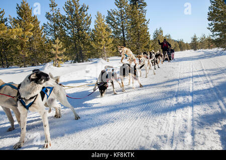 Stati Uniti d'America, oregon, piegare le slitte trainate da cani tirando i passeggeri attorno al monte bachelor durante una slitta trainata da cani ride Foto Stock