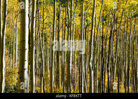 ASPENS DA UN PUNTO DI VISTA DIVERSO Foto Stock