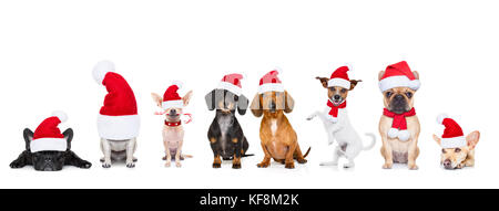 Christmas Santa Claus fila di cani isolati su sfondo bianco, con divertenti vacanze Red Hat Foto Stock