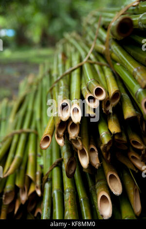 Filippine, palawan Puerto Princesa, central Puerto Princesa, mitra anfiteatro, dettagli di bamboo Foto Stock